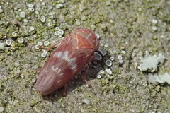 Tremulicerus tremulae