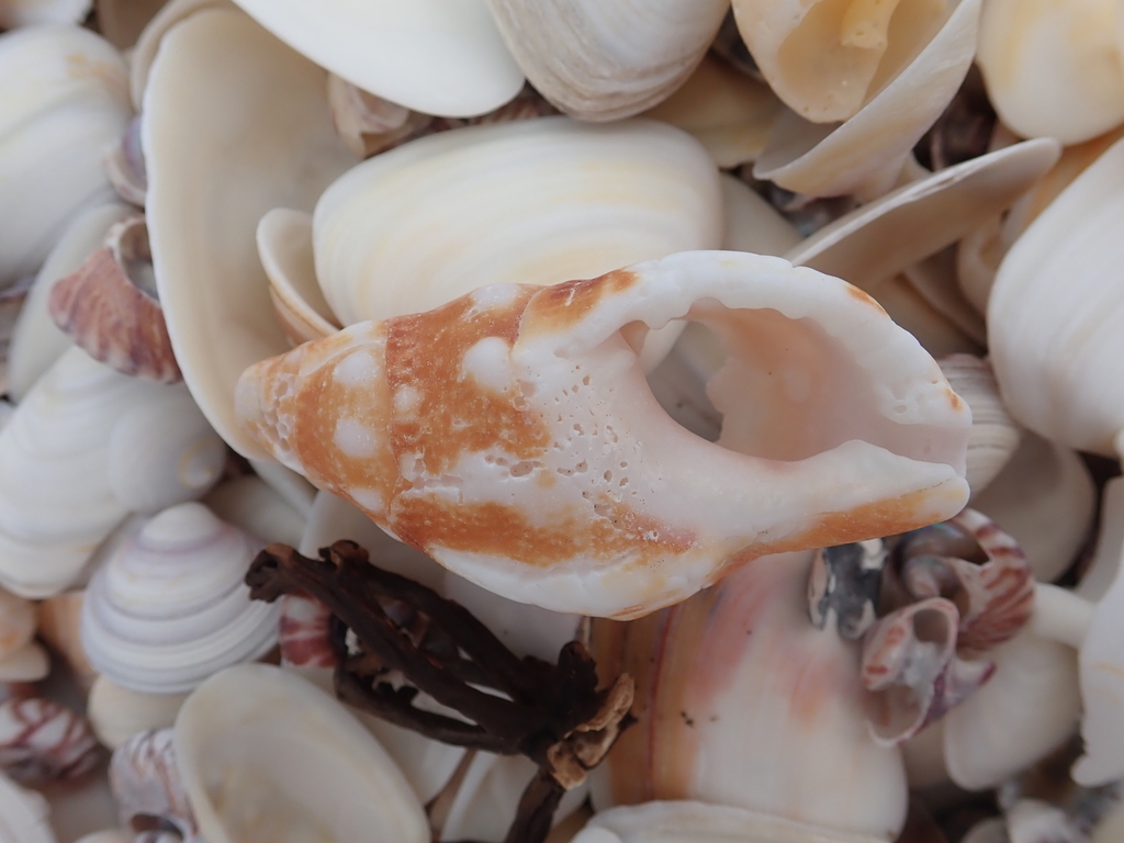 Proxicharonia