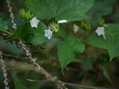 Jacquemontia paniculata