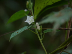 Jacquemontia paniculata