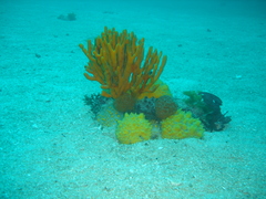 Polymastia crocea
