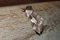 Dirphiopsis schreiteri