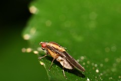 Allophylopsis