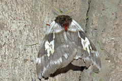 Dirphiopsis schreiteri