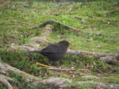Turdus merula azorensis