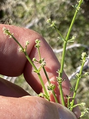 Galium stellatum