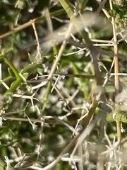 Galium stellatum