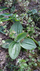 Plantago media