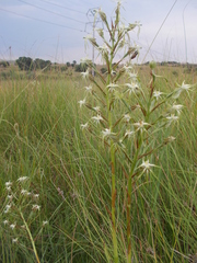 Habenaria nyikana