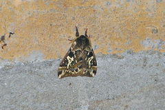 Dirphiopsis epiolina