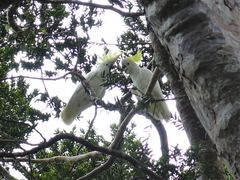 Cacatua galerita galerita