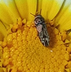 Acmaeoderini