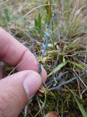 Muehlenbeckia ephedroides