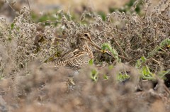 Gallinago magellanica