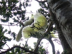 Cacatua galerita galerita