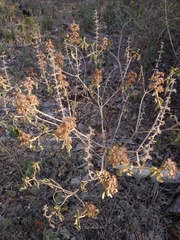 Ocimum campechianum