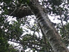 Cacatua galerita galerita