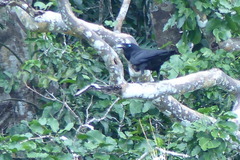 Corvus orru orru