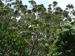 Cacatua galerita galerita