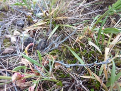 Muehlenbeckia ephedroides