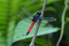 Protorthemis coronata