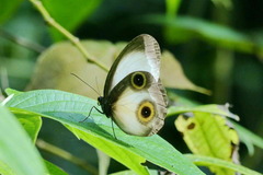Taenaris artemis
