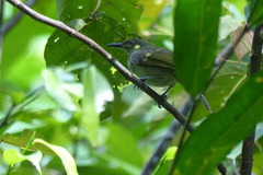 Microptilotis analogus