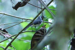 Symposiachrus guttula