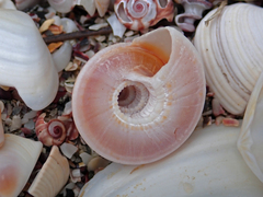 Adelphotectonica reevei