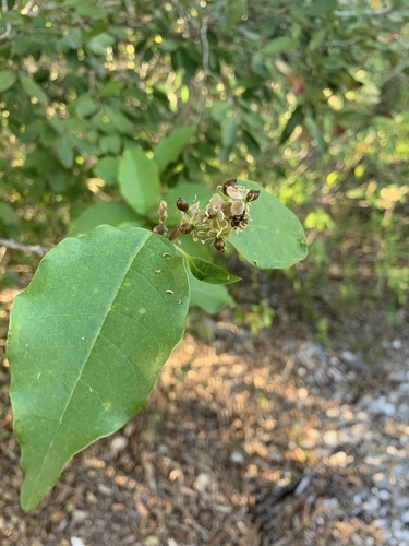 Trichostigma image