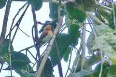 Arses telescopthalmus