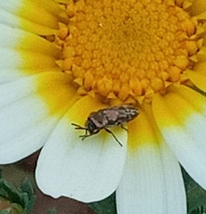 Acmaeoderini