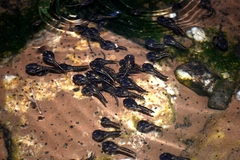 Phrynomantis annectens