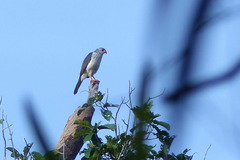 Accipiter poliocephalus
