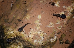 Phrynomantis annectens