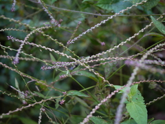 Devil's Horsewhip