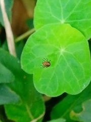 Alpaida gallardoi