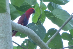 Eclectus roratus