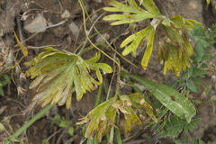 Eranthis longistipitata