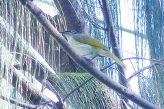 Gavicalis versicolor