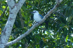 Todiramphus saurophagus