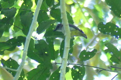Pachycephala simplex griseiceps