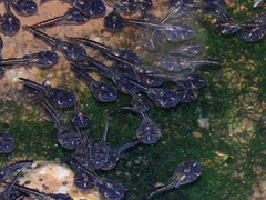 Phrynomantis annectens