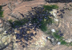 Phrynomantis annectens