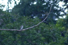 Muscicapa griseisticta