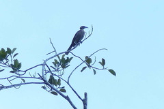 Philemon buceroides novaeguineae