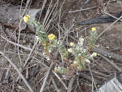Helichrysum foetidum