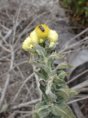 Helichrysum foetidum