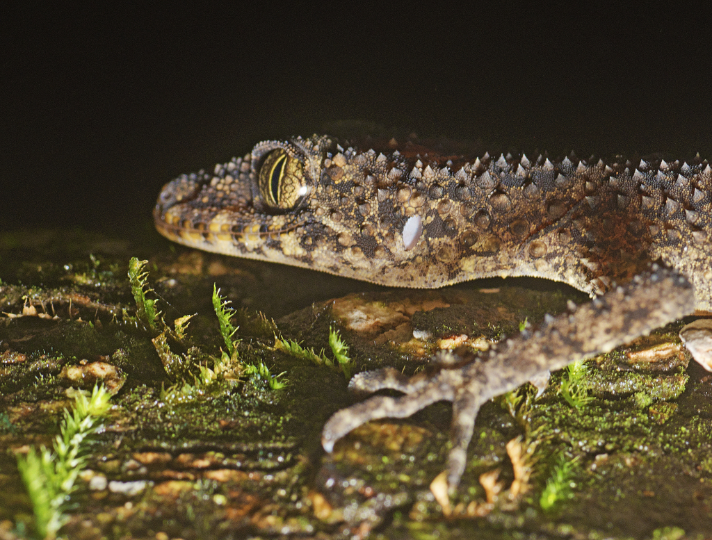 Eungella Broad-tailed Gecko