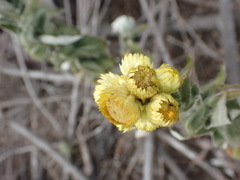 Helichrysum foetidum